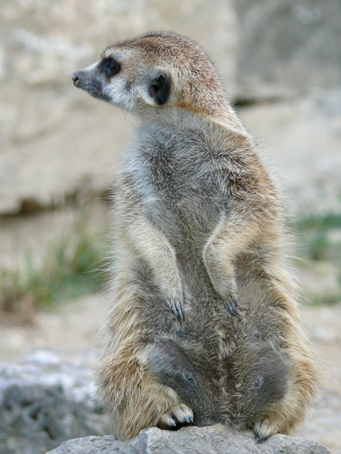 Erdmnnchen im Open-Zoo Kronberg