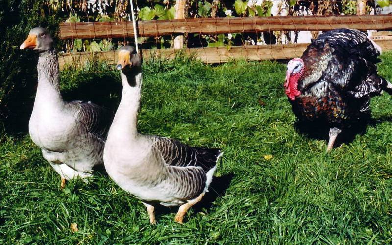 Pommerngnse gefolgt von Bronzeputer