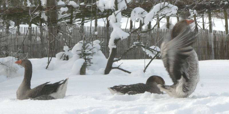 Gans beim Flgelschlagen nach der Krperpflege