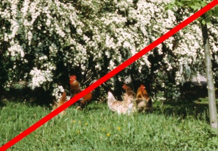 dauerhaftes Verbot der Freilandhaltung - warum? dauerhaftes Verbot der Freilandhaltung - warum?