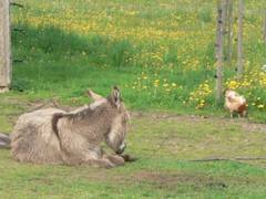 Sie besuchen unsere Esel.  Conchita betrachtet interessiert,
