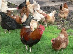 sich nach rechts und links.