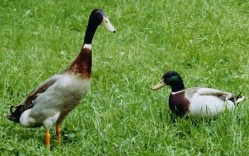 Laufentenerpel mit Hausentenerpel