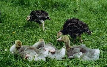 Bronzeputenkken und Gssel