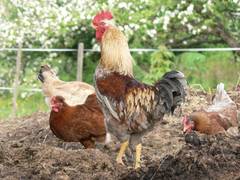 Gibt es aber etwas Schneres und an sich Selbstverstndlicheres als den Hahn auf dem Mist?  Leider ist er heute schon nicht mehr selbstverstndlich. Wenn es nach der Politik geht, wird es ihn gar nicht mehr geben!