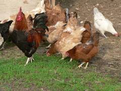 wenige Hhnerschritte weiter gibt es