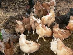 begann die Erstrmung des Misthaufens.  Dort flogen dann die Beinchen, beim Scharren.  Ansonsten warren die Kpfe unten.