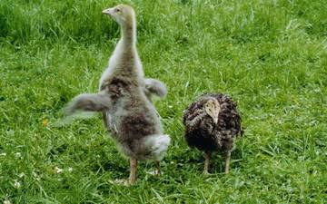 Putenkken mit Gssel, das imponieren mchte