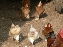 Hier ein Ausschnitt des vorherigen Bildes mit den die Beinchen schmeienden Hennen im Mittelpunkt.