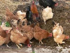 Gleich neben diesem Maschinenhallentor liegt die Dungplatte, sobald sich die erste Hennen an diese zurckbesonnen hatte,