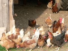 Es werden immer mehr - sie bleiben aber im Pulk, bei dem bichen Grn, was mich sehr unangehm berhrt hat.