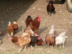 ... sondern strzen sich auf das bichen Gras, was auf der verdichteten Maschinenhallen einfahrt wchst.