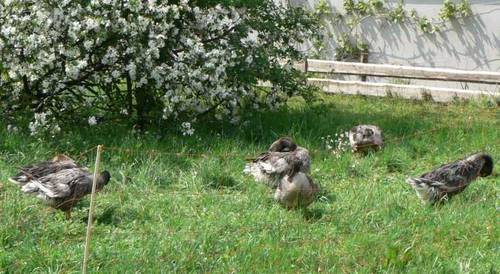 Wenn sich alle Gnse putzen ist etwas nicht in Ordnung.  Der Zaun ist brigens auch vom Gesetzgeber verordnet -
