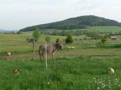 Den ersten Hennen ist auch der Misthaufen zu eng geworden.