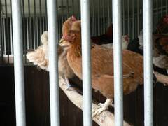 Blick durch die Stäbe der Pferdebox auf die Stangen in der den Fenstern am nächsten Reihe. Interessant, diese Hennen sitzen immer noch auf den Stangen, obwohl sie ohne Stallhaltung schon lange unterwegs gewesen wären.