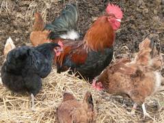 Dieser Hahn ist zufrieden damit, Hahn im Korb zu sein, whrend in den Nachbarbildern, die Hhne dem Misthaufen Feldherrnhgelqualitten abgewinnen.