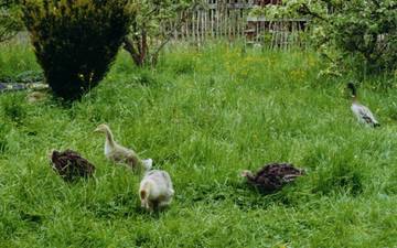 Laufentenerpel und Kken von Pute und Gans