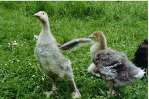 aufgerichtetes Gnschen mit Kamerad