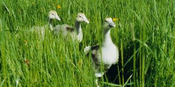 drei wandernde Gssel