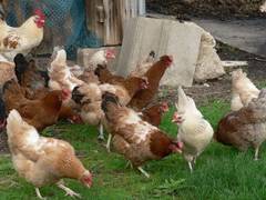 aber mehr Gras, die Gruppe teilt