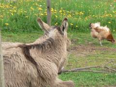 aber nicht beunruhigt, den leider schon ungewohnten Besucher.