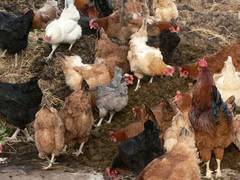 Deshalb kann man in diesen Bildern auch so gut erkennen, wieviele verschiedene Farben die Ringe haben.  Ein Zeichen dafr, da unsere Hennen viel lter werden als die in den Legebatterien.