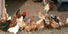 immer mehr Hhner dicht an dicht