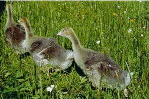 drei wandernde Gnslein