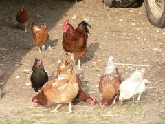 weitere Hennen und ein Hahn sind hinzugekommen.  Sie rennen aber nicht gleich weiter ...