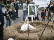 besonders beliebt waren die Gnse, die sich wie anderer Leutes Kinder auch, auf Besuch nur von ihrer besten Seite zeigten