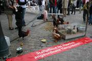 Stallpflicht ist staatliche verordnete Tierqulerei, darin waren sich alle Teilnehmer einig.  Man beachte, da selbst die Hhner in den kleinen Kfigen, mehr Grundflche zur Verfgung hatten, als die Kleinvolieren vorsehen!