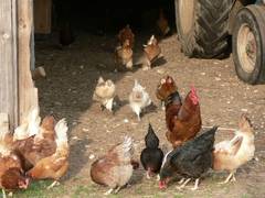 Wie die anderen Tiere merken, was los ist, kommen auch sie angerannt, verharren dann aber auch gleich an den ersten Hlmchen.