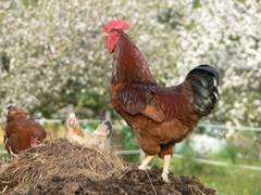 Hhne haben weniger Futterbedarf, kennen auch nicht den Futterneid der Hennen.  Deshalb widmen sie sich sehr schnell wieder anderen Dingen.