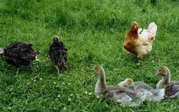 eine Henne mit Putenkken und Gsseln