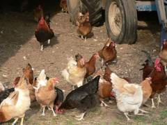 Was diesen Tieren entgangen sien mu, wenn ihnen das Gras schon so gefehlt hat!  Die wirklichen Leckerbissen, sind fr Hhner ja Regenwrmer und Kerbtiere.