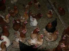 Die Hhner auf dem Boden der Box.  Nachdem die Hhner auch viel frher in die Box gehen, ist natrlich der Kotanfall viel grer als bei Freilandhaltung.