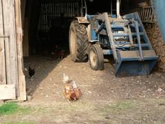 Die ersten Hennen erreichen das geffnet Tor.  Die anderen sind erst an die gewohnten Futterpltze gegangen.  Dazu gehrt auch eine groe Schaufel frischer Pferdemist, den wir morgens in der Stallgasse deponiert haben.