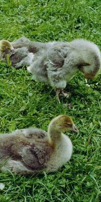 Gnslein beim Schlafen und Sichputzen