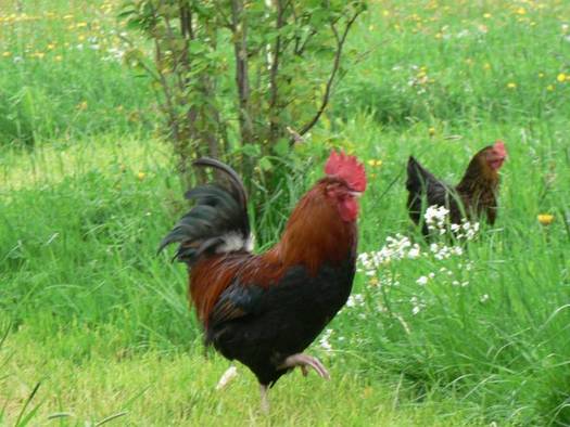 zu Bildern von Hhnern im Grnen
