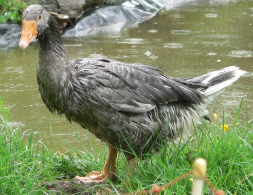Diese Gans ist nach drei monatigem Stallaufenthalt zum ersten male drauen und im Wasser gewesen.  Sie ist total kaputt.
