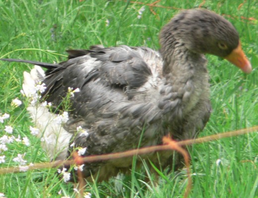 Diese Gans sieht wirklich gerupft aus.  Sie ist es auch.  Mehrere Hhner, die zu den Gnsen hineingeflogen waren, sind wirklich gerupft worden.  Eines davon hat die Stallpflicht nicht berlebt.